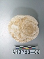 藏品(螺蓋製貝刮器)的圖片